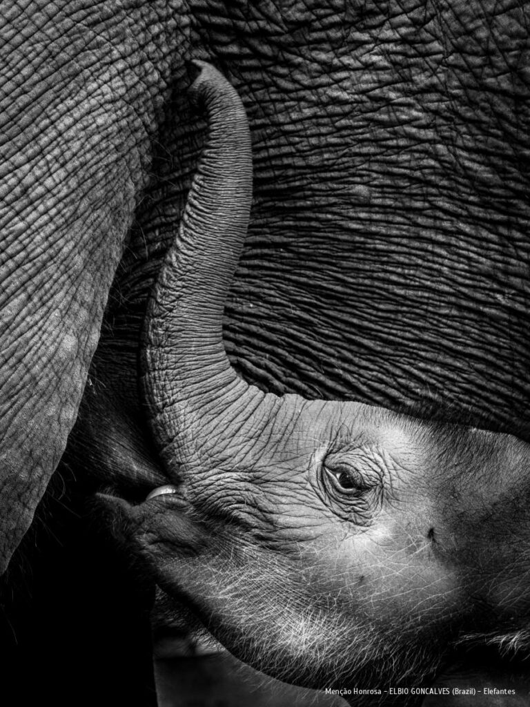 Menção Honrosa - ELBIO GONCALVES - Elefantes